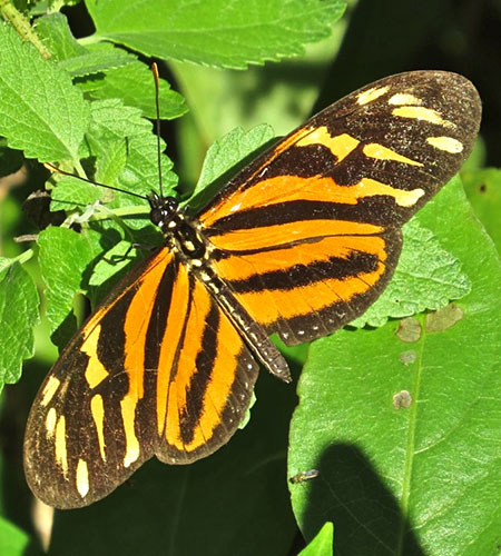 20191023 Isabella Heliconian