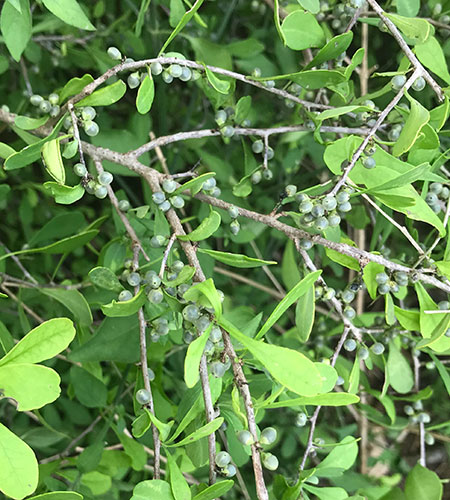 20191113 Snake Eyes Photo by Anita Westervelt