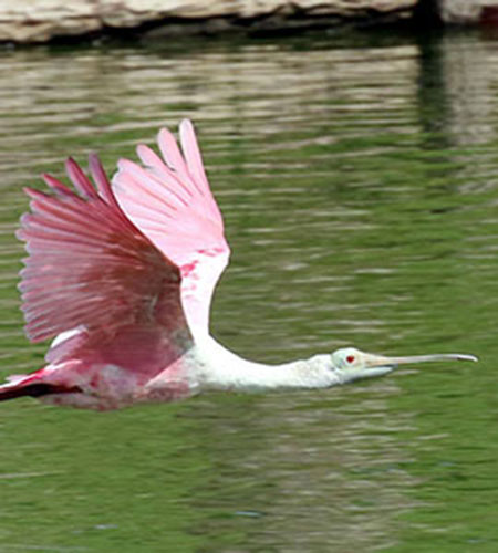 Roseate Spoonbills by Dan Jones