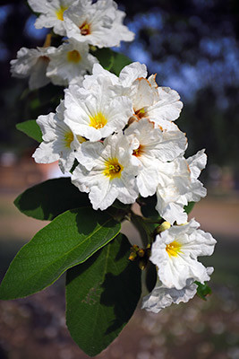 Wild Olive Flower 10
