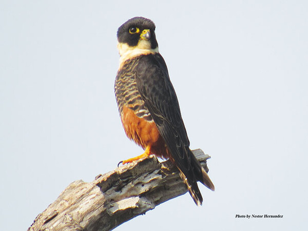20220316 NATURE Bat Falcon Santa Ana National Wildlife