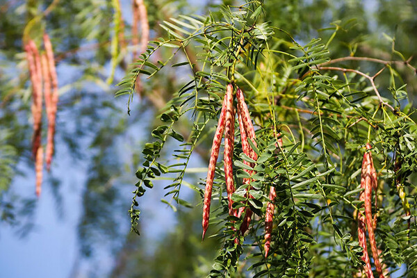 20200714 Honey Mesquite Bean Pods 5520