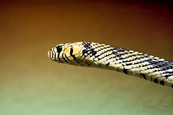 Tiger Ratsnake WEB