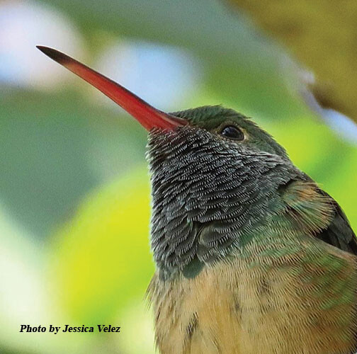 20220316 NATURE Buff Bellied Hummingbird McAllen