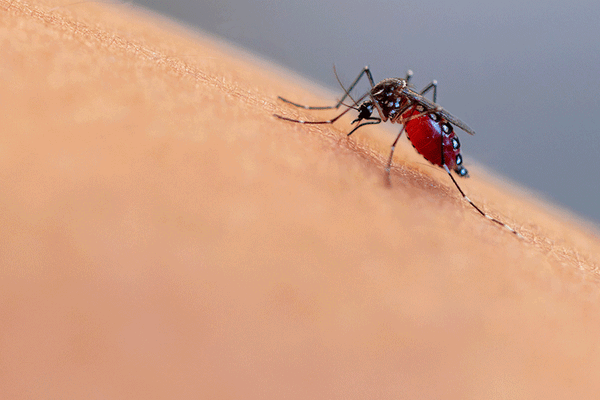 20240515 Mosquitoes MM 614 Enhanced NR