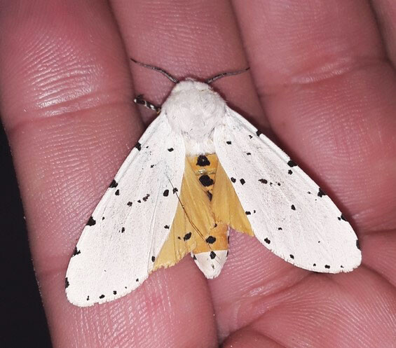 20220719 Quinta Moth Salt Marsh Moth John Brush