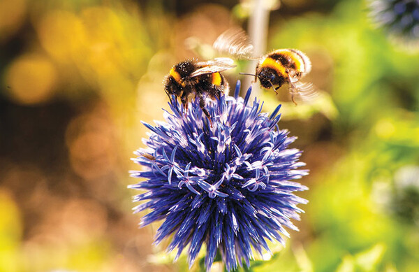 20220719 TAMU BEE pexels michael hodgins 553251