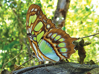 20211020 Butterly Malachite Marianna Wright web