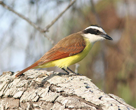 Why Count Great Kiskadee