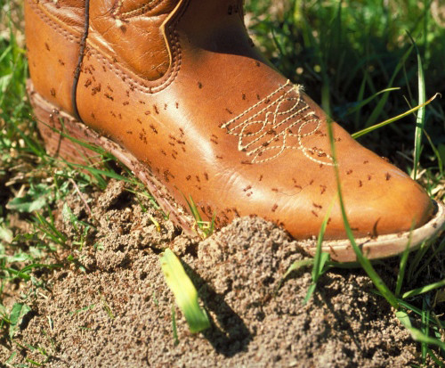 boot