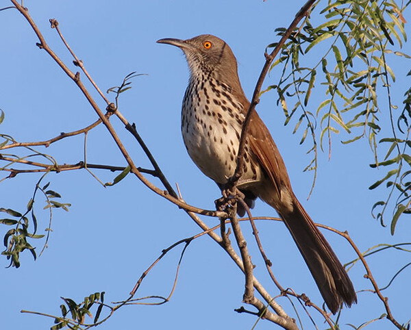 20200714 Long billed Thrasher