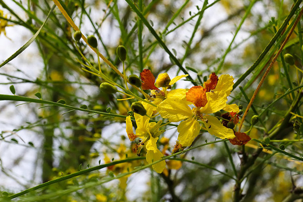 Retama Flower