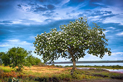 Wild Olive Tree on River