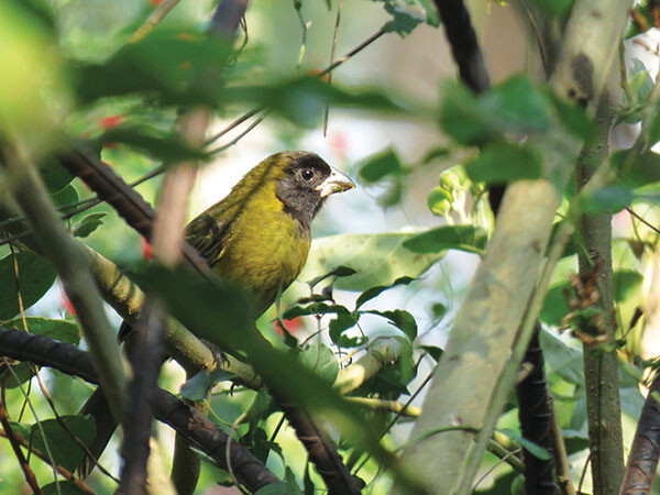 rare crimson collared grosbeak 600px