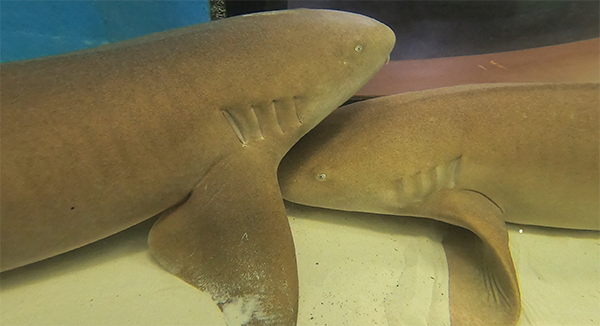 nurse sharks