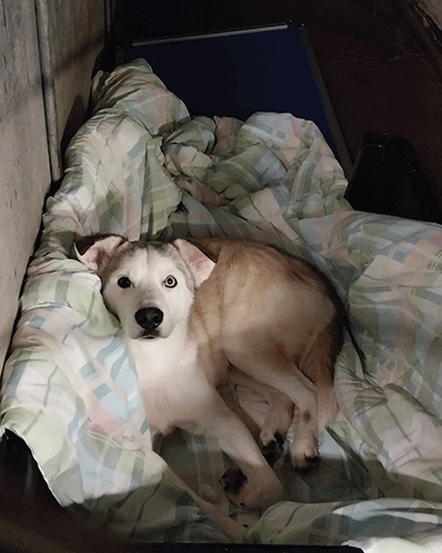 PVAS dog 1 web