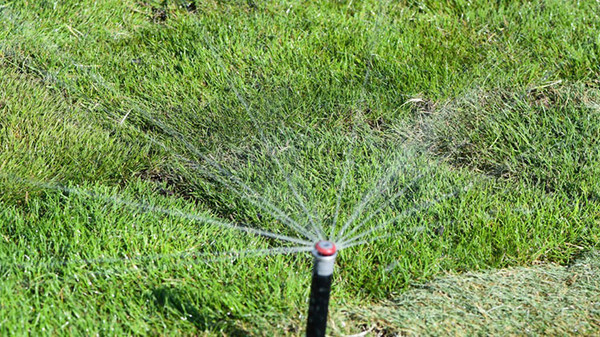 watering