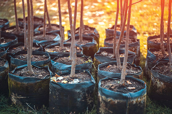 How to plant shade trees