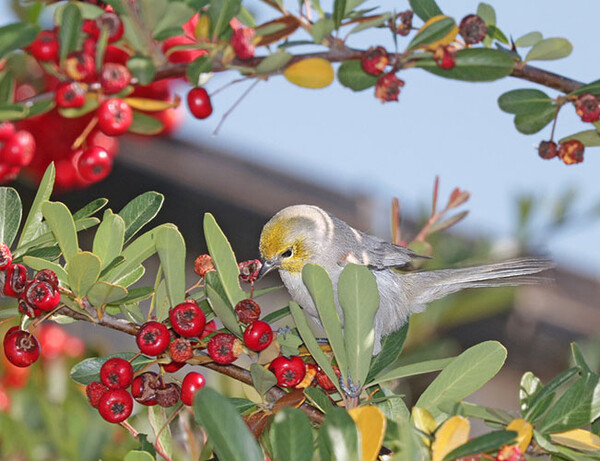 20200708 Verdin red berries