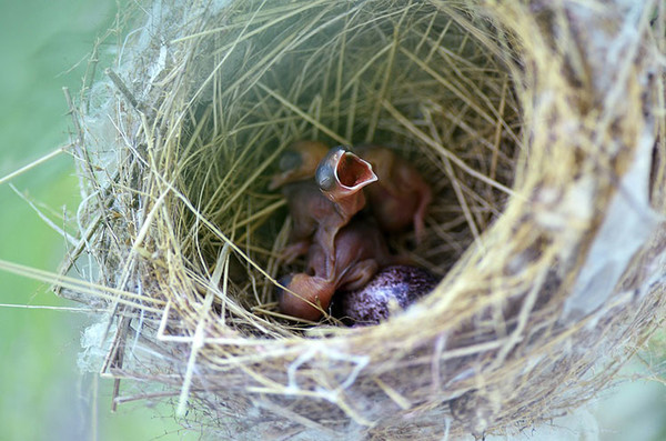 bird hatchling