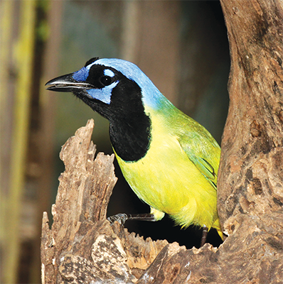Outdoor ACtivities Treasure Hunt Green Jay portrait