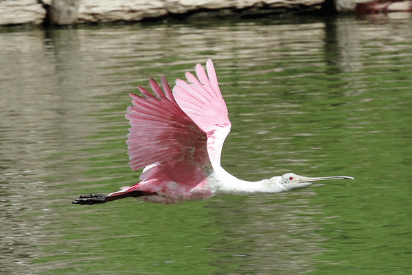 Roseate Spoonbills by Dan Jones web