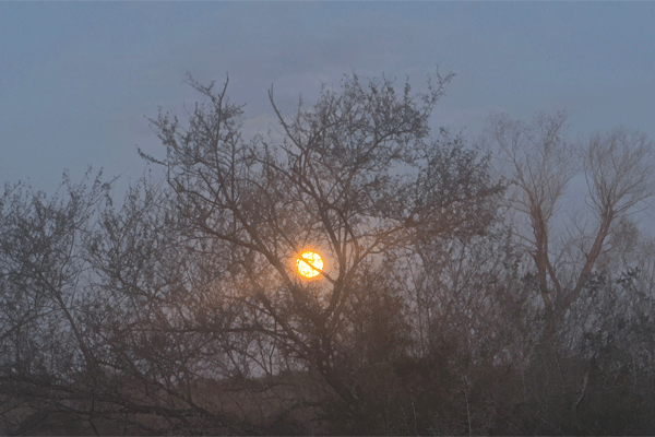 3 Tree sunset