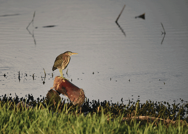 Green Heron Photo by Anita Westervelt web