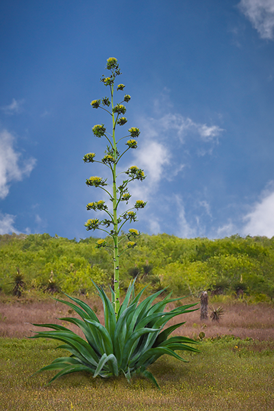 Century Plant