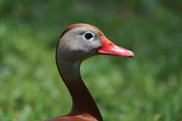 20221026 RGVBF Black bellied Whistling Duck web