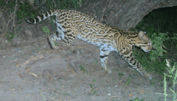 20131028 Laguna Atascosa Ocelot web