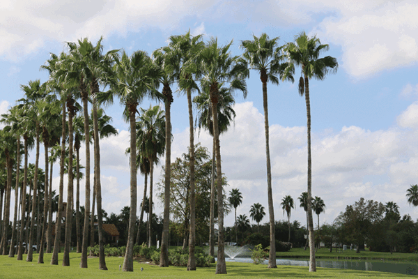 2019 Alamo PalmsRV and Mobile Home Park IMG 1651 web