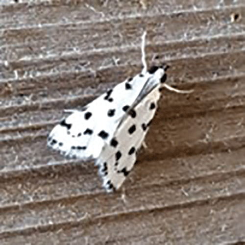 Bentsen Moth web