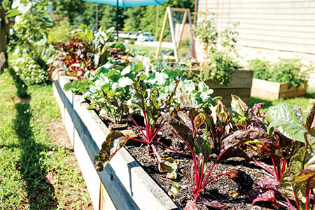 jonathan hanna vegetable garden unsplash web