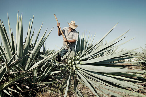 20221102 IMAS Tequila Jimador web