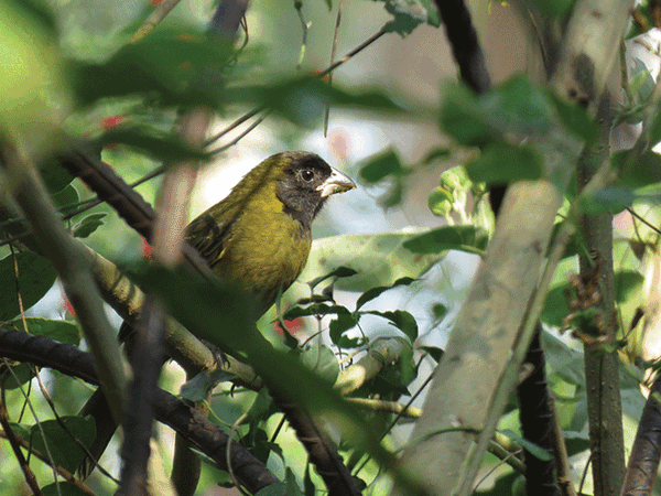 20250212 QUINTA Crimson collared Grosbeak 2020 11 27 JB web