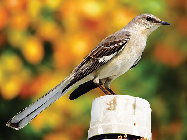 cb Northern Mockingbird