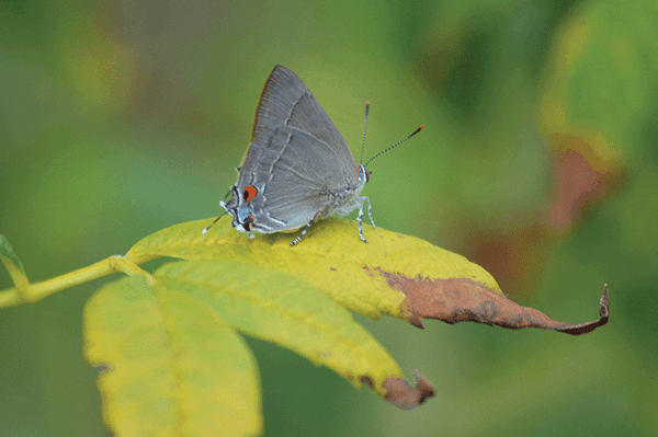 20241023 Butterfly Festival Marius Hair web