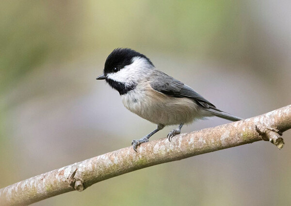 good chickadee e1598912445738