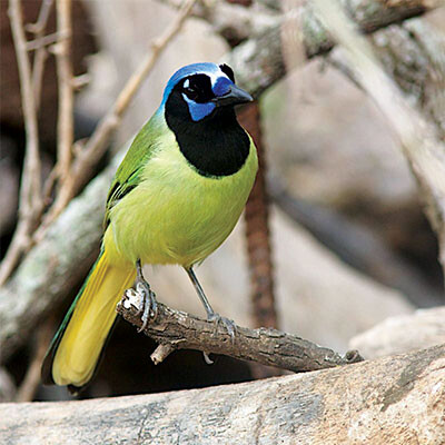 Bird Log Green Jay IMAS