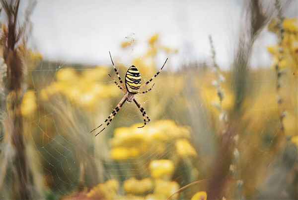 20220719 TAMU yellowgardenspider1