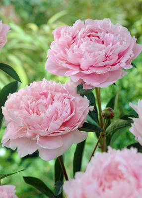 Peony Sarah Bernhardt photo credit Longfield Gardens