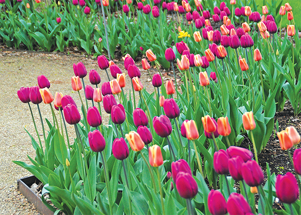 Tulipa Endurance Apricot Foxx