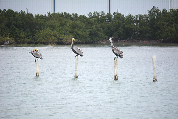 20200226 Cruise dsc 0919