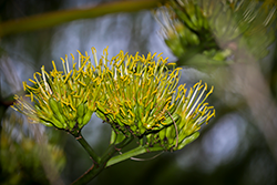 Century Plant Flower