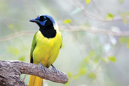 2019 RGVBF Green Jay web