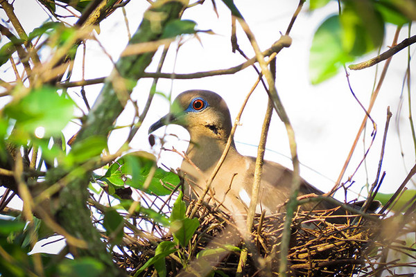 White winged Dove 5 7 20 QM