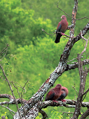 rare red billed pigeon