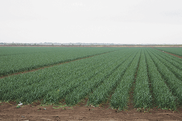 20230215 On the Road Alamo Onion Fields CAB 5232 PRINT web