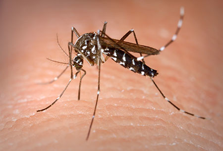 Mosquito Web